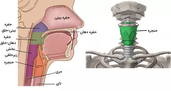حنجره
